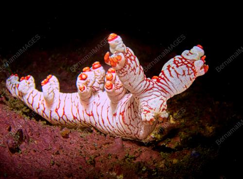 LABUAN, PERMATA BIODIVERSITI LAUT