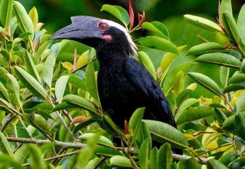 BURUNG_MALIAU
