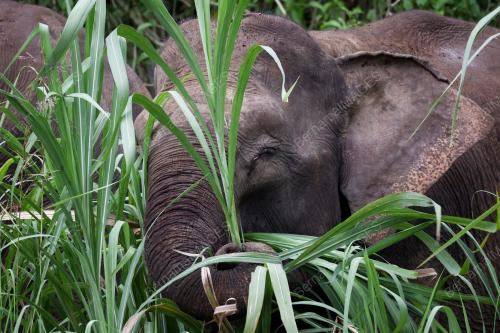 GAJAH BORNEO