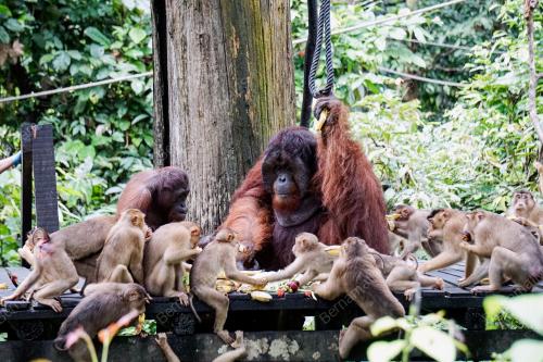 ORANG UTAN