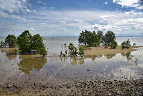 TANAM_BAKAU
