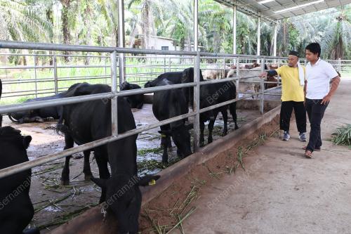 LEMBU KORBAN