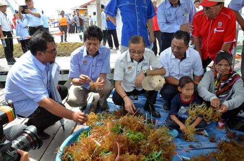 SB05_12042015_RUMPAI_LAUT