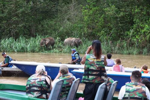 GAJAH BORNEO