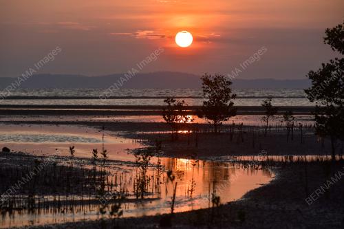 PAYA BAKAU
