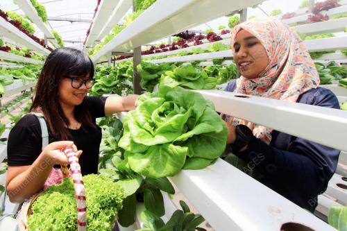 SB05_17082019_SAYUR