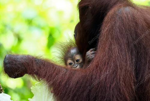 ORANG UTAN