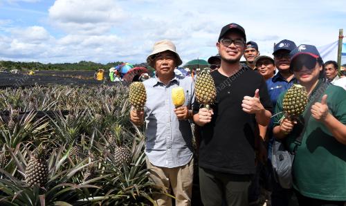 LADANG NENAS
