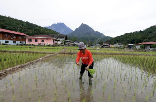 PETANI TRADISIONAL KAMPUNG TAMBATUON