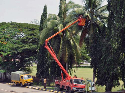 KELAPA MUDA