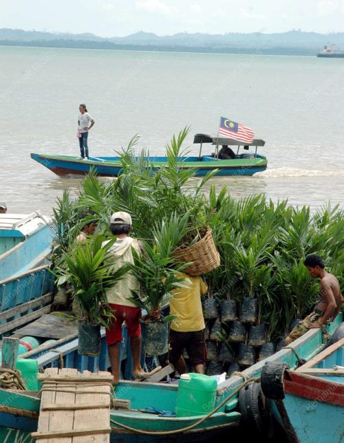 POKOK KELAPA SAWIT
