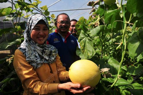 BUAH ROCK MELON TUARAN