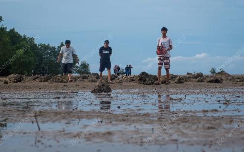 PENCARI KERAKAS PAYA BAKAU