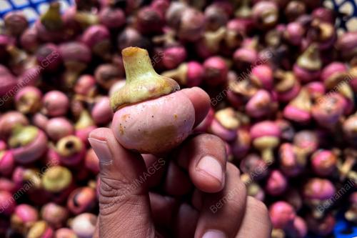 PENGALABAN BUAH NADIR EKSOTIK BORNEO