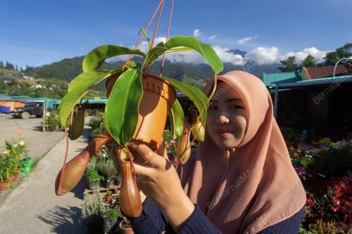 GERAI JUAL BUNGA KUNDASANG