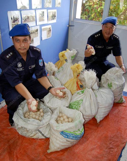 RAMPASAN TELUR PENYU