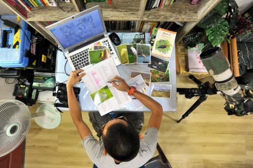 PENGGEMAR PEMERHATI BURUNG MIGRASI