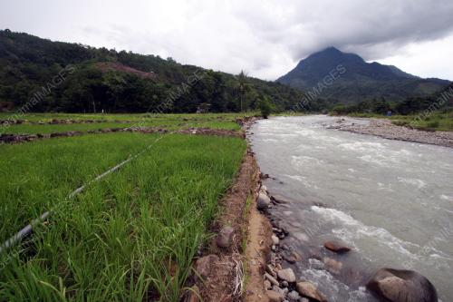 SAWAH PADI