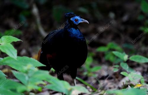 BURUNG_MALIAU