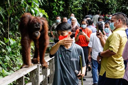 ORANG UTAN