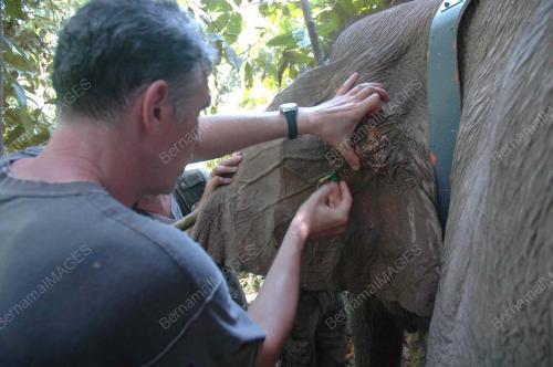 GAJAH KINABATANGAN