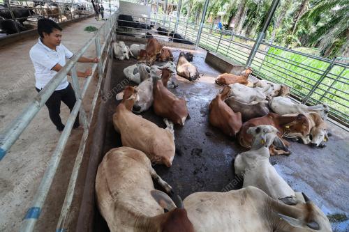 LEMBU KORBAN
