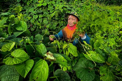 SAYUR_PAKIS