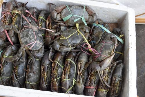 KETAM HIDUP DISELUDUP