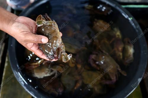 KETAM LEMBUT