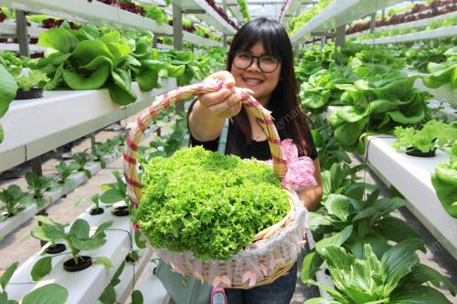 SB06_17082019_SAYUR
