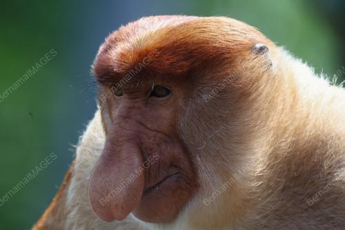 MONYET PROBOSCIS