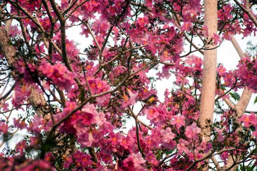 SAKURA SEASON
