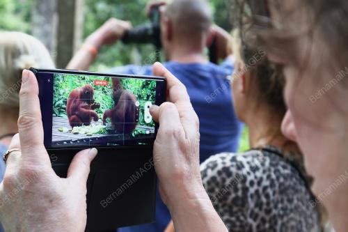 ORANG UTAN