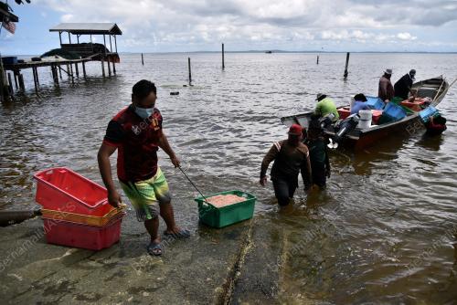 MUSIM BUBUK DI LABUAN