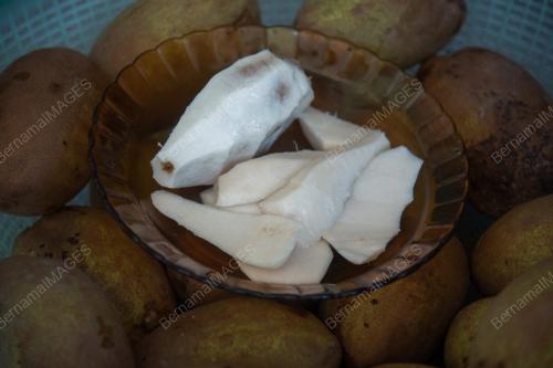 MUSIM BUAH BELUNU
