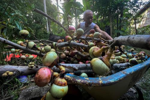 PENGALABAN BUAH NADIR EKSOTIK BORNEO