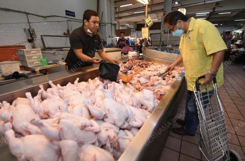 BEKALAN AYAM SABAH