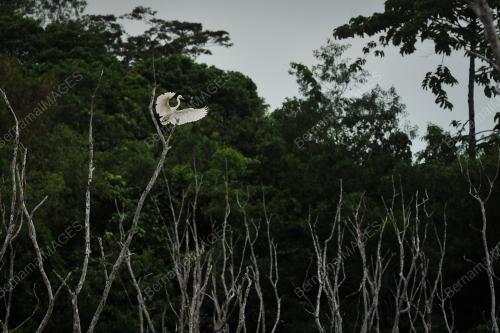 WETLAND - MIGRATORY BIRD AVITOURISM LABUAN