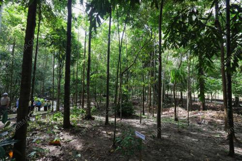 KEMPEN PENGHIJAUAN MALAYSIA