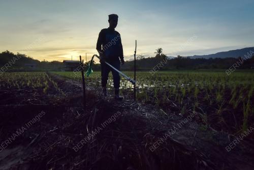 INSENTIF PERTANIAN_BAJET 2022