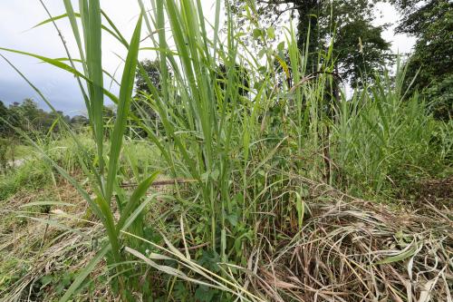 RUMPUT NAPHIER