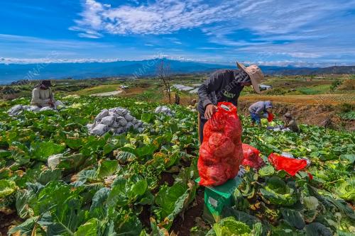 KUBIS DI TANAH KUNDASANG
