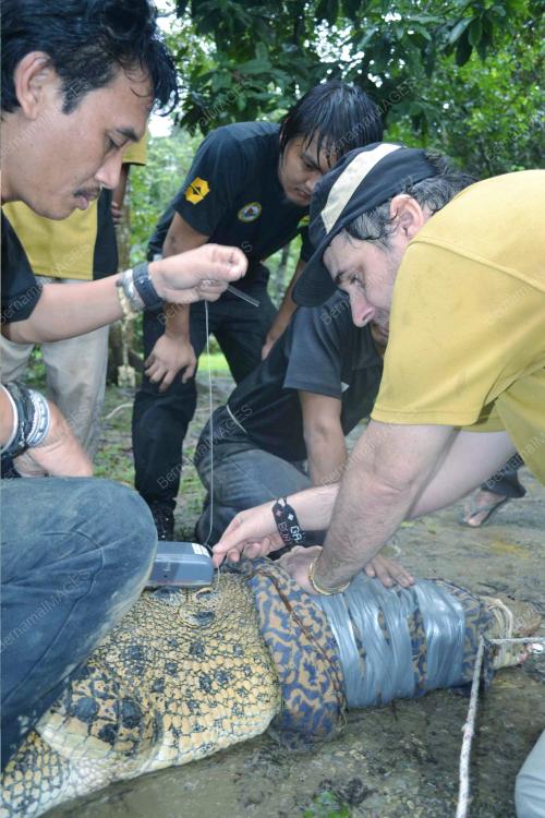 SB07_05022012_TAG_BUAYA