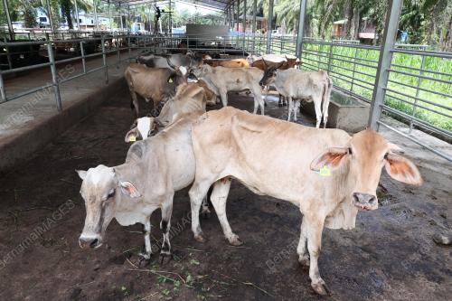 LEMBU KORBAN