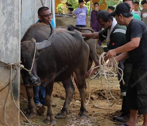 SB07_11082019_AIDILADHA_LABUAN