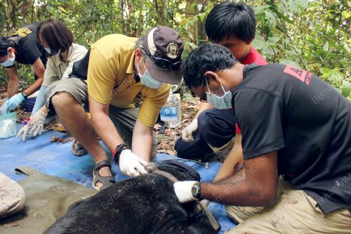 SB07_14032014_SUNBEAR