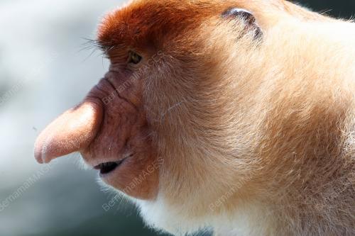 MONYET PROBOSCIS