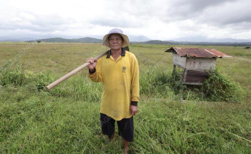 SAWAH PADI KOTA BELUD