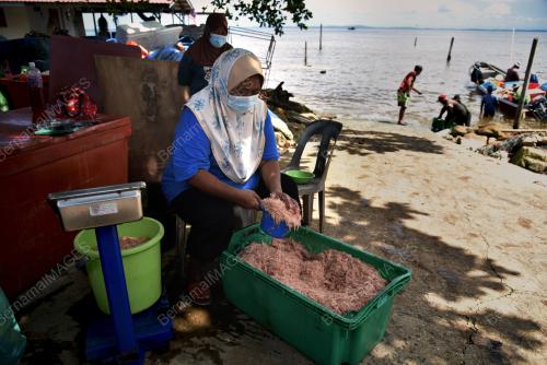 MUSIM BUBUK DI LABUAN