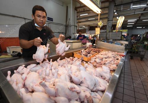 BEKALAN DAGING AYAM SABAH